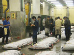 Tuna Auction Pic.