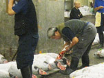 Tuna Auction Pic.