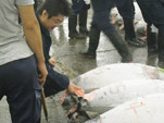 Tuna Auction Pic.