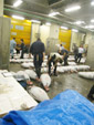 Tuna Auction Pic.