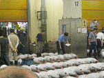 Tuna Auction Pic.