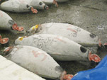 Tuna Auction Pic.
