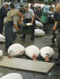 Tuna Auction Pic.
