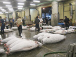 Tuna Auction Pic.