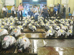 Tuna Auction Pic.