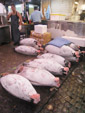 Tuna Auction Pic.