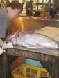 Tuna Auction Pic.