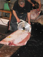 Tuna Auction Pic.