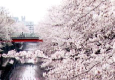 河岸桜図