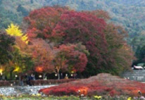 紅葉の河口湖画像