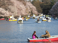 Inogashira Park Pic.