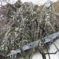 Plum Tree at Tokeiji Temple Pic.