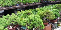 Bonsai Garden and historic temple and shrine (NI02) Pic.