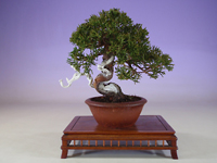 Bonsai Pic.