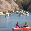 井の頭公園画像