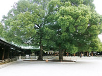 Meiji Shrine Pic.
