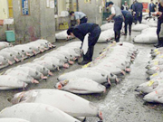 Preparing Tuna Auction Pic.