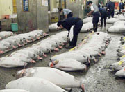 Checking Tuna Pic.